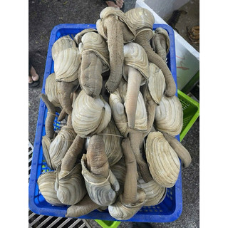 Ốc vòi voi size 500g bao ăn