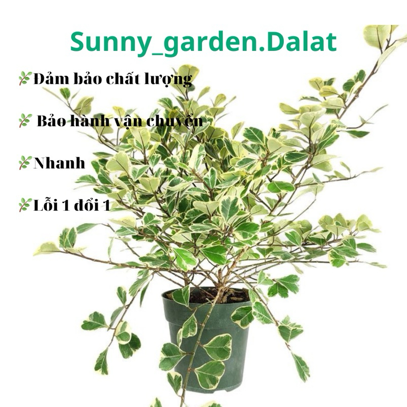 Chậu mềm Ficus triangularis variegata - Bàng tam phúc