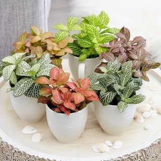Cây Cẩm nhung Fittonia (cỏ may mắn)/ Màu ngẫu nhiên