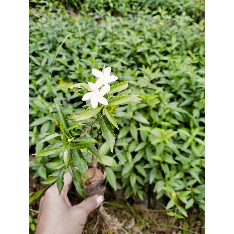 Cây mai vạn phúc