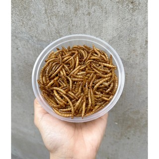 Sâu trung sấy khô cho hamster