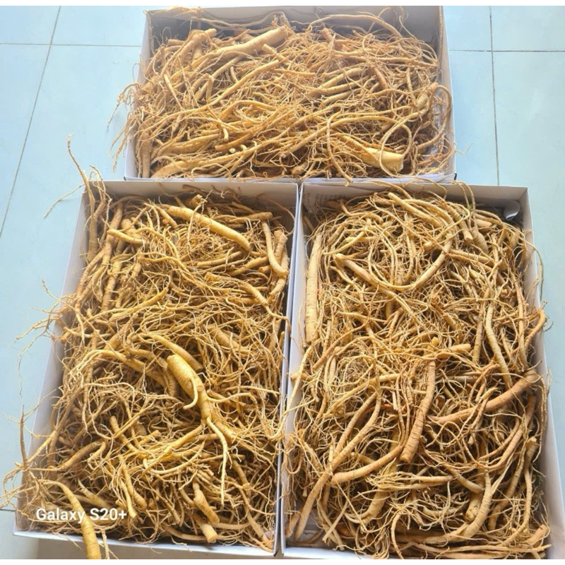 Rễ Sâm Hàn Quốc 0,5Kg và 1Kg