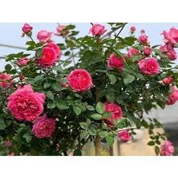 Hoa hồng lafont hoa hồng ngoại leo pháp