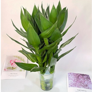 Cây phát lộc 3 ngọn cây cao 20-25cm, sức sống khỏe cây thủy sinh, trang trí nội thất mang đến tài lộc