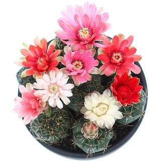 Xương Rồng Thần Long Hàng Gieo Hạt  size 4cm đã đủ tuổi cho hoa