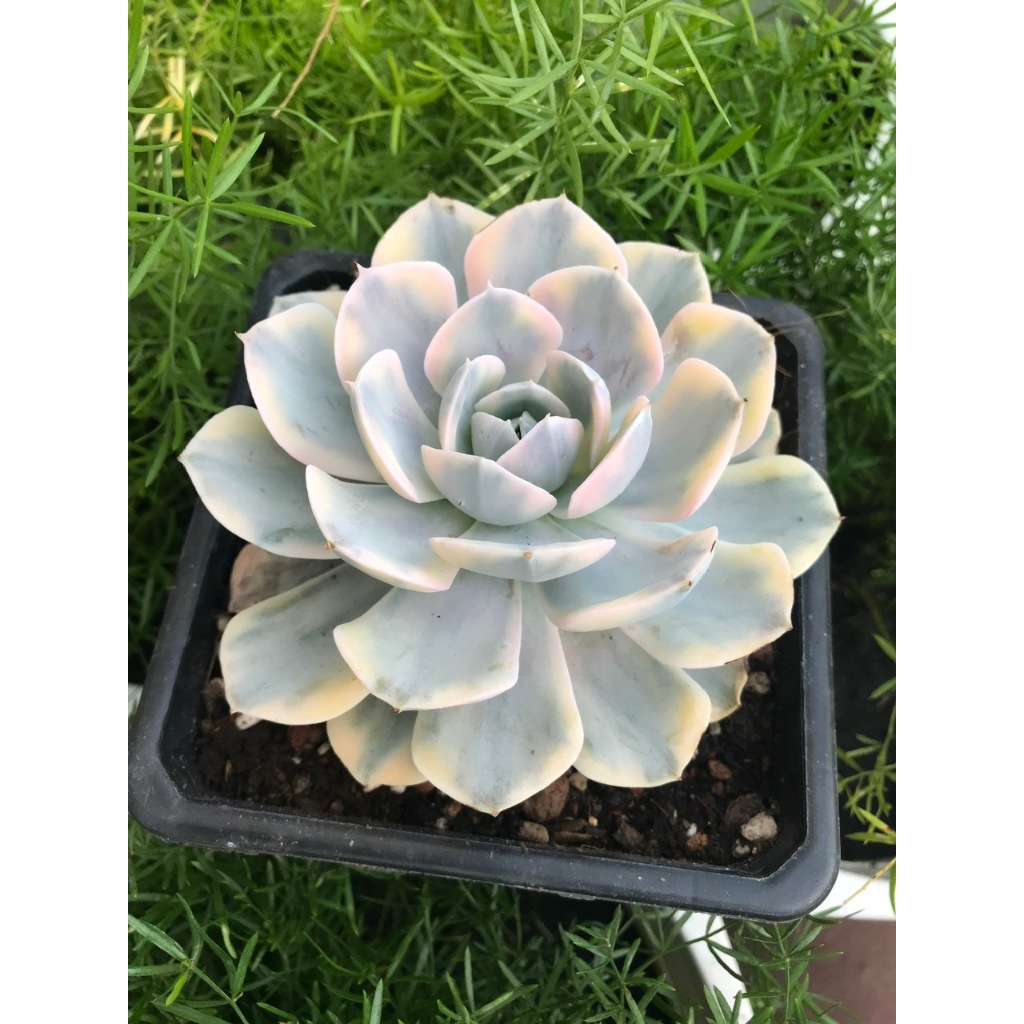 Sen đá Ngọc trinh var chậu 12 cm