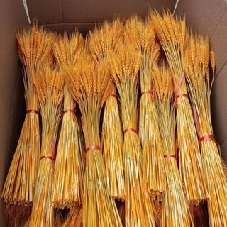 Bó bông lúa mạch khô 100 nhánh 1 bó