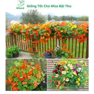 Hạt giống hoa Sen Cạn nhiều màu dễ trồng, siêu hoa - MSeed