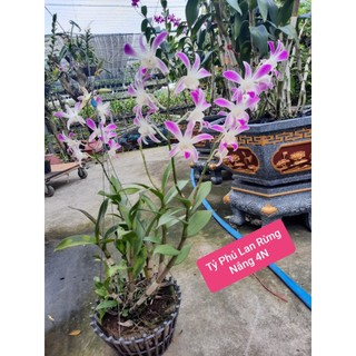 DENRO NẮNG 4N HÀNG SẴN NỤ