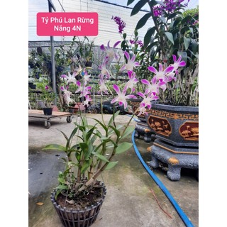 DENRO NẮNG 4N HÀNG SẴN NỤ
