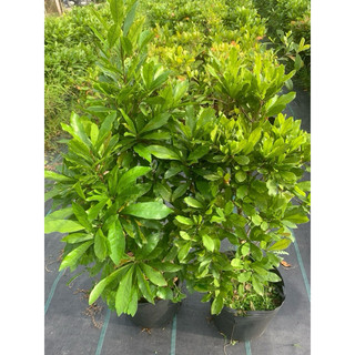 Cây Thần Kỳ Đang Hoa