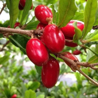 Cây Thần Kỳ Đang Hoa