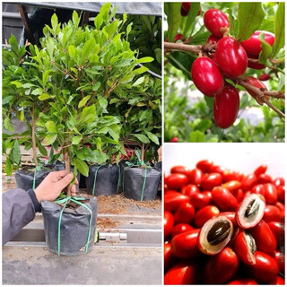 Cây thần kỳ đang hoa