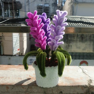 Chậu hoa lavender mini để bàn