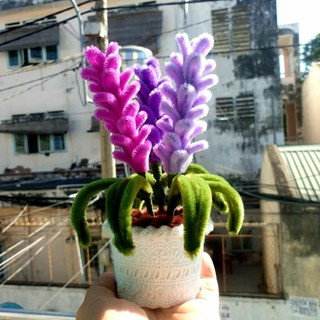 Chậu hoa lavender mini để bàn