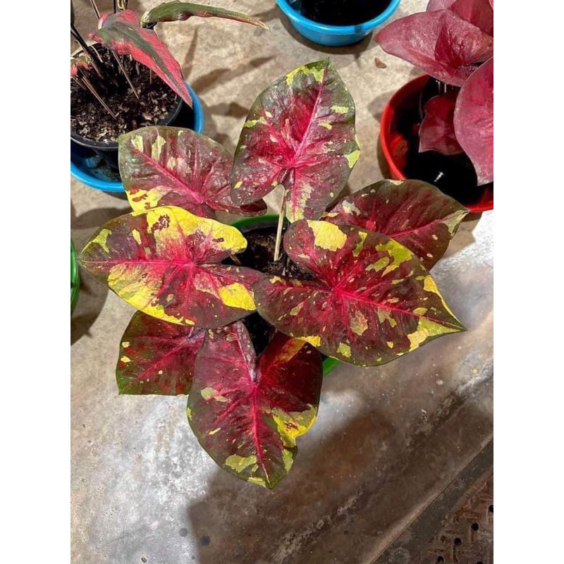 chậu cứng caladium vàng xiêm- kiểng lá sưu tầm thái Lan