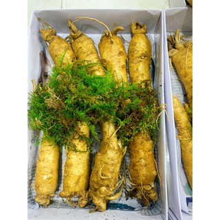 1Kg Nhân Sâm Trọc Ngâm Mật Ong Size 8 Củ/kg - Sâm Tươi 6 Năm Tuổi Chuẩn Hàn Quốc
