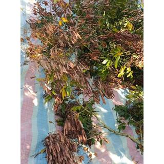 5gram hạt giống trắc đỏ