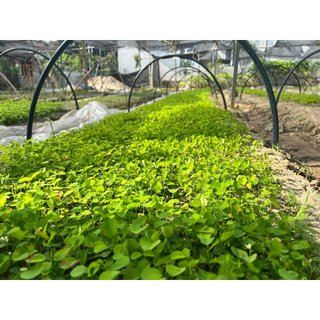 5gram hạt giống trắc đỏ