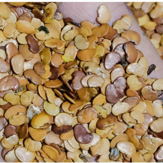 5gram hạt giống trắc đỏ