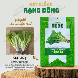 Hạt giống Cải Bẹ Dún Rado 67 (20g~4000 hạt) giòn ngọt, nhanh thu hoạch, trồng quanh năm - Hạt giống Rạng Đông