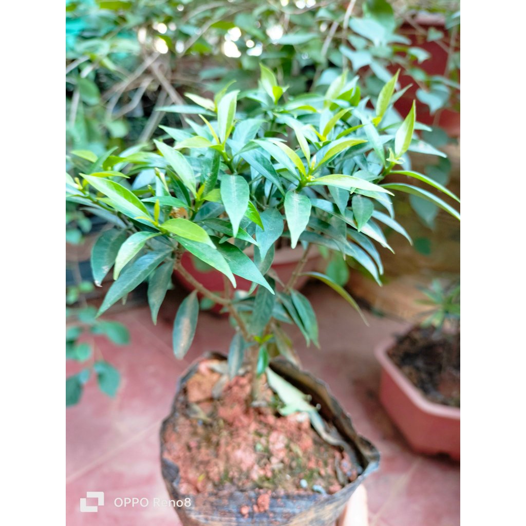 Cây Mai Vạn Phúc  bầu bát