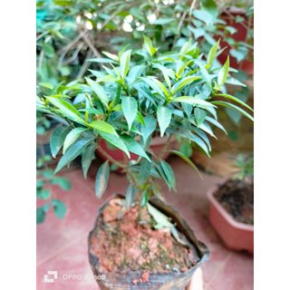 Cây Mai Vạn Phúc bầu bát