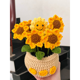 Hoa len chậu hướng dương mặt cười