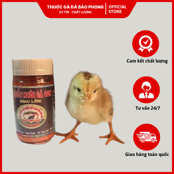 Nuôi Gà Con Mau Lớn Đinh Phát