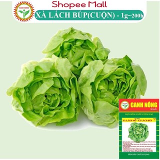  Hạt Giống Xà Lách Mỡ (Xà Lách Đăm) Dễ Trồng, Nhanh Thu Hoạch (Gói 1gr) - Hạt Giống CANH NÔNG