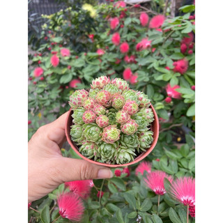 Sen đá phật bà lửa( size trung)