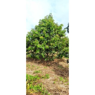 Đạm tôm cho cây trồng can 5 lít