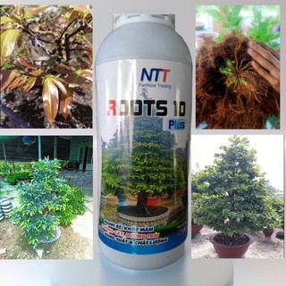 Phân bón Roots 10 ra rễ mạnh đâm chồi bung đọt nhanh