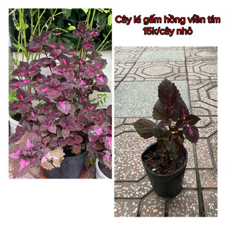 Cây lá gấm nhiều màu