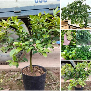 Cây chanh tứ quý cây sẵn hoa và quả