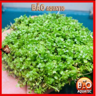 Trân châu ngọc trai tấc 10x10cm Cây thuỷ sinh tiền cảnh