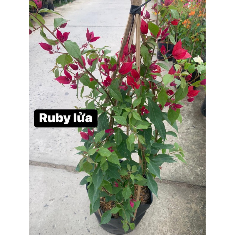 HOA GIẤY RUBY LỬA NGUYÊN BẢN 70cm , chậu c10