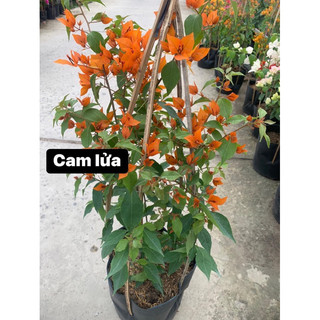Hoa giấy cam lửa nguyên bản 70cm