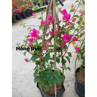 Hoa giấy hồng sen thái nguyên bản 70cm, chậu c10