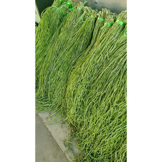 Rau tiến vua loại 1
