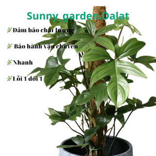 Chậu cứng Philodendron Florida- Trầu bà cánh én