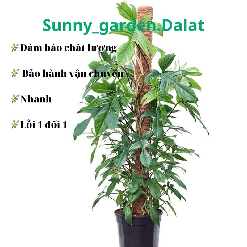 Chậu cứng Trầu bà cánh én - Philodendron florida leo trụ