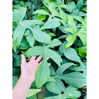 Chậu cứng Trầu bà cánh én - Philodendron florida leo trụ