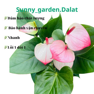 Chậu cứng anthurium amalia elegance - Hồng môn Đào đang hoa