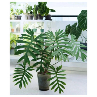 Chậu mềm Trầu bà lá xẻ Mayoi - Philodenron mayoi