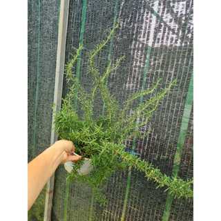 Cây hương thảo rủ giống Hàn