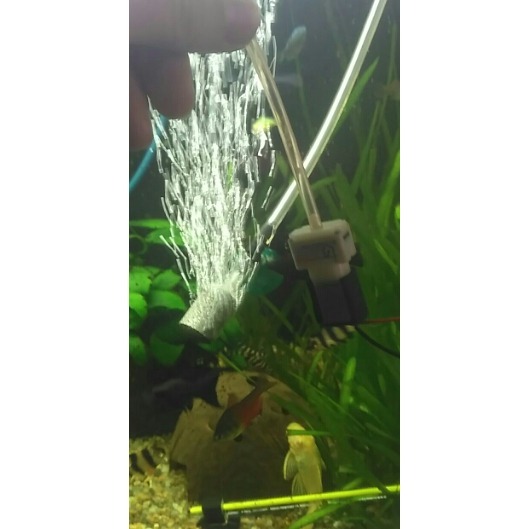 COmbo 10 Cục sủi Taiwan mini cho hồ cá