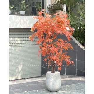 Cây giả - Cây phong lá đỏ trang trí nhà, quán cà phê đẹp 165cm Lan Decor - LC2787