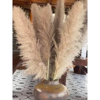 Bông lau ,cỏ lau khô, hoa khô trang trí decor nhà, trang trí shop,spa,trang trí tiệc cưới sự kiện - Nhà Thỏ Decor