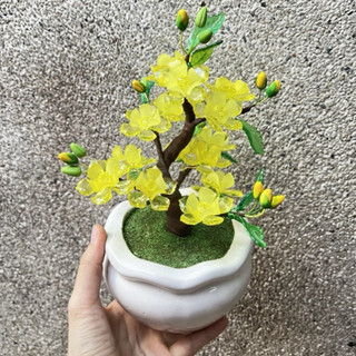 Hoa Tết - Chậu hoa mai phale để bàn